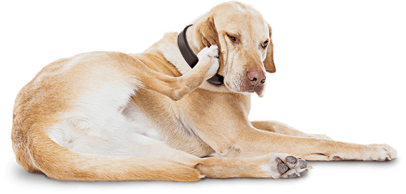 Atopic dermatitis can be the reason your itchy dog scratches so much.