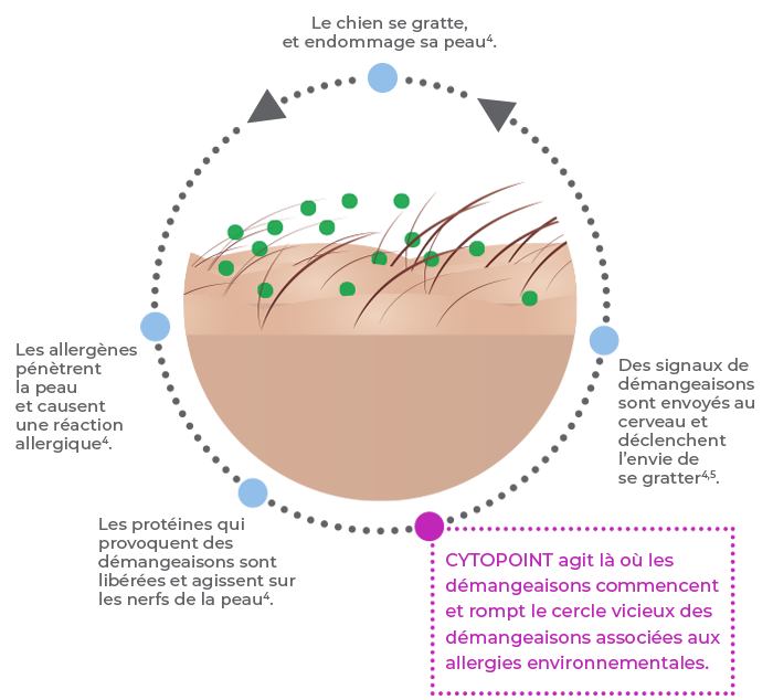 The itch cycle in dogs with chronic itch due to atopic dermatitis.