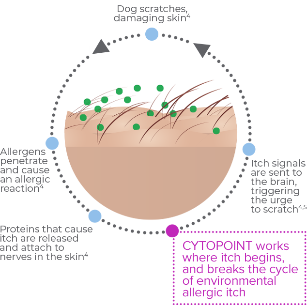 The itch cycle in dogs with chronic itch due to atopic dermatitis.